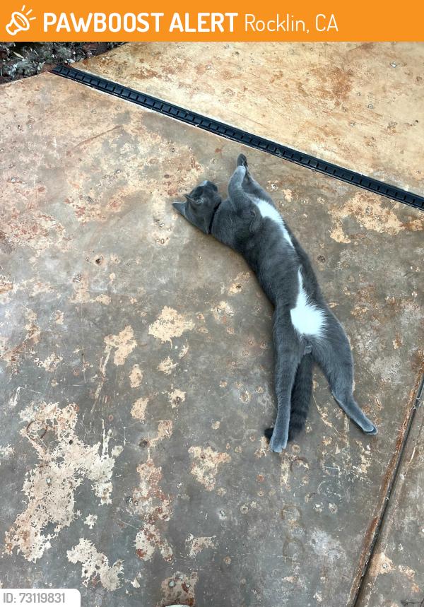 Found/Stray Unknown Cat last seen Pebble Beach Road and Kali Place, Rocklin, CA 95765