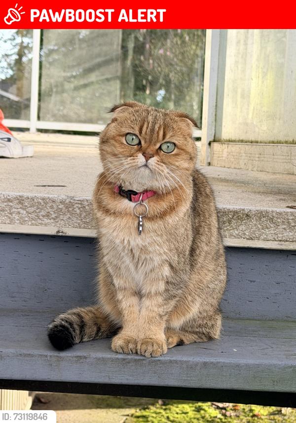 Lost Female Cat last seen Near W 20th St, North Vancouver, BC V7P 2B4