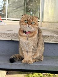 Lost Female Cat last seen Near W 20th St, North Vancouver, BC V7P 2B4