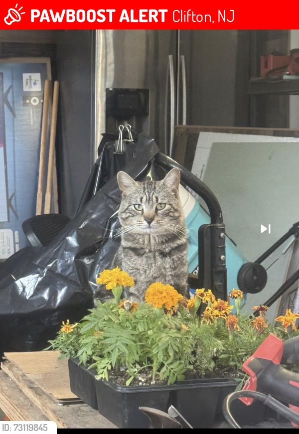 Lost Male Cat last seen Rowland ave & Shafto St, Clifton, NJ 07012