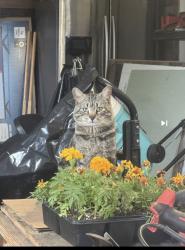 Lost Male Cat last seen Rowland ave & Shafto St, Clifton, NJ 07012