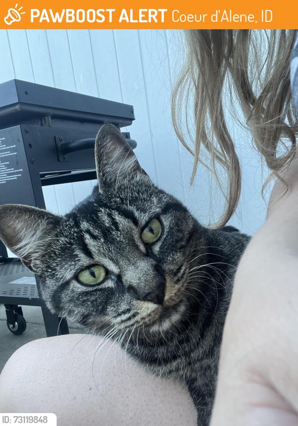 Found/Stray Unknown Cat last seen 14th and syringa, Coeur d'Alene, ID 83814