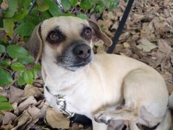 Lost Female Dog last seen SW 8th St and SW 5th Ave, Miami, FL 33130