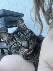 Found/Stray Unknown Cat last seen 14th and syringa, Coeur d'Alene, ID 83814