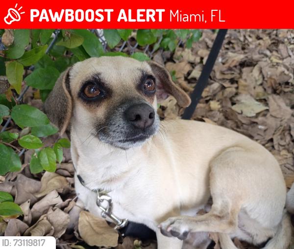 Lost Female Dog last seen SW 8th St and SW 5th Ave, Miami, FL 33130