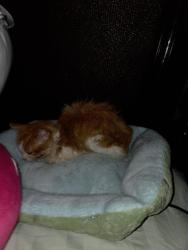 Reunited Male Cat last seen Clear Lake loop and Sea Cove ln, Pearland, TX 77584