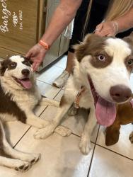 Found/Stray Unknown Dog last seen Interstate 25, Albuquerque, NM 87106