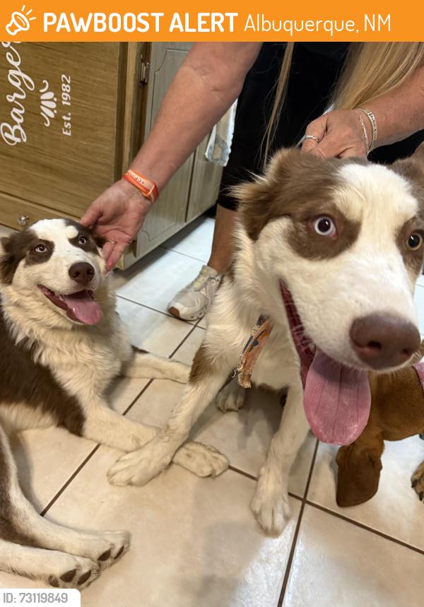 Found/Stray Unknown Dog last seen Interstate 25, Albuquerque, NM 87106