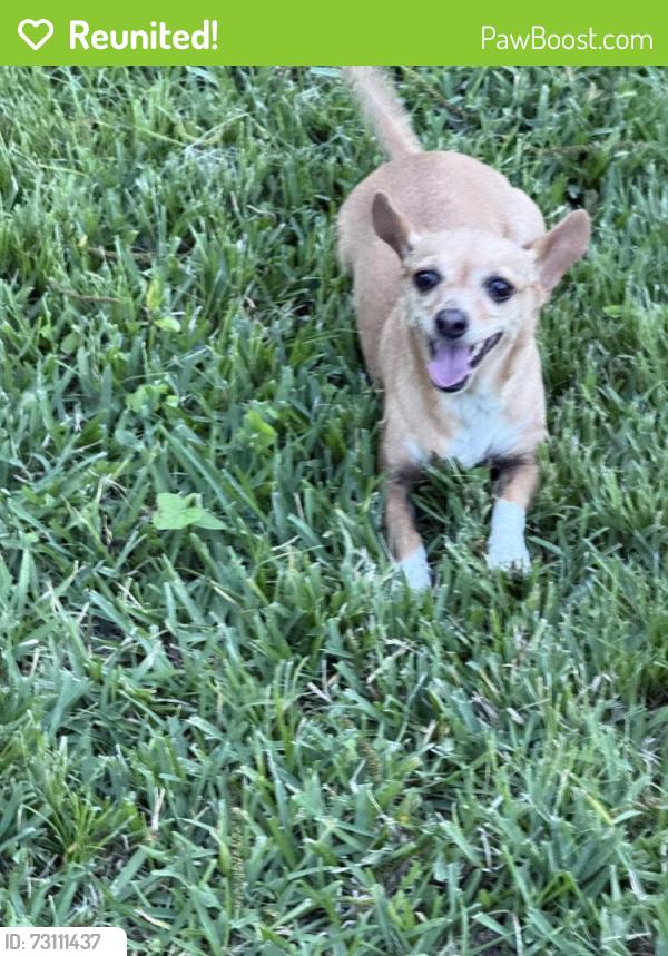 Reunited Female Dog last seen Milwaukee and helmers; Lindale neighborhood, Houston, TX 77009