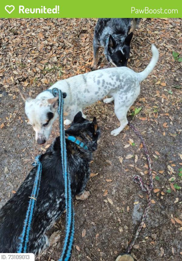 Reunited Male Dog last seen Hurst Street, Wilmington, NC 28405