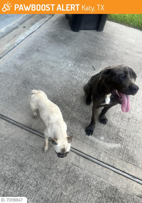 Found/Stray Female Dog last seen Paiges Way, Katy, TX 77449
