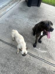 Found/Stray Female Dog last seen Paiges Way, Katy, TX 77449