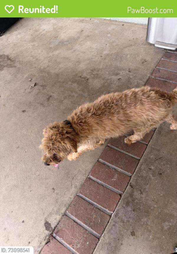 Reunited Male Dog last seen Barranca, Azusa, CA 91702