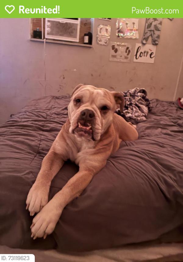 Reunited Female Dog last seen Congress street new port richey, New Port Richey, FL 34653