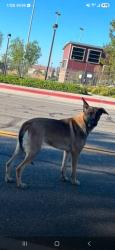 Reunited Unknown Dog last seen Sycamore creek loop and clove way, San Bernardino, CA 92407