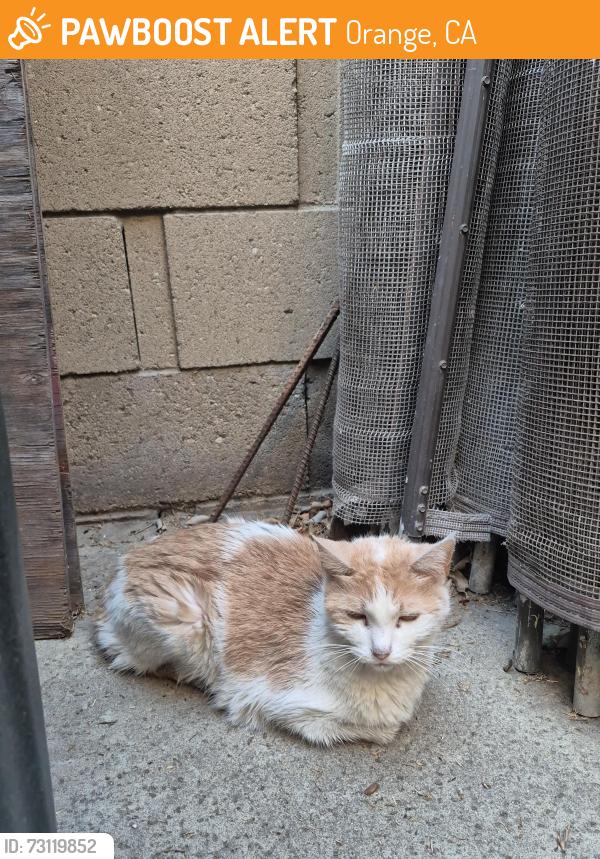 Found/Stray Unknown Cat last seen Yorba and chapma, Orange, CA 92869