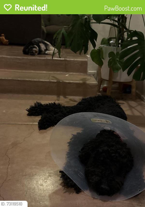Reunited Male Dog last seen 11th Ave and 18th St, Tucson, AZ 85701