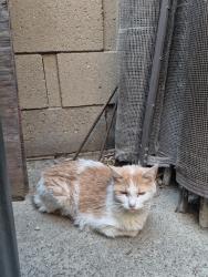 Found/Stray Unknown Cat last seen Yorba and chapma, Orange, CA 92869