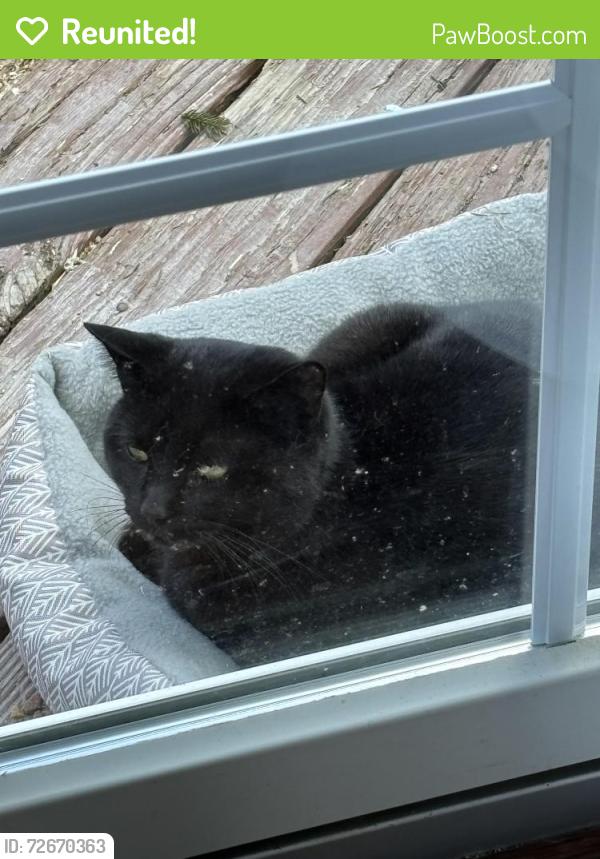 Reunited Male Cat last seen Main Street 06611, Trumbull, CT 06611