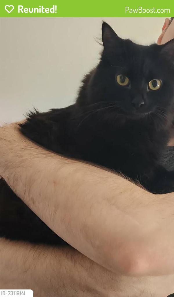 Reunited Female Cat last seen Pacific and Asbury, Aurora, CO 80013