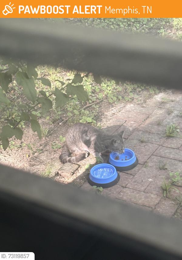 Found/Stray Male Cat last seen Highland and Barwood, Memphis, TN 38122