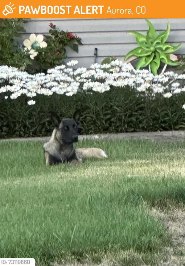 Found/Stray Unknown Dog last seen 6th and moline, Aurora, CO 80010
