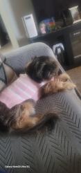 Lost Female Dog last seen Near regal ave, Hayward, CA 94544