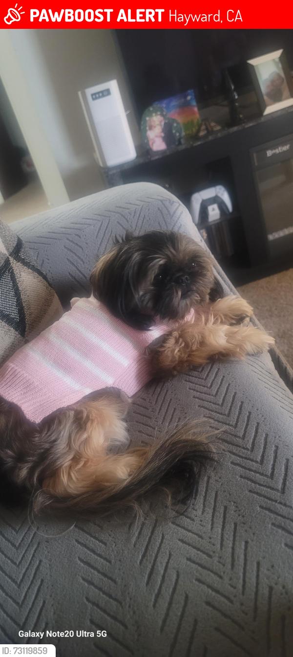 Lost Female Dog last seen Near regal ave, Hayward, CA 94544