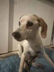 Reunited Male Dog last seen 55th and M8, Palmdale, CA 93551