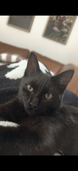 Lost Male Cat last seen Florida Avenue, Bristol, TN 37620