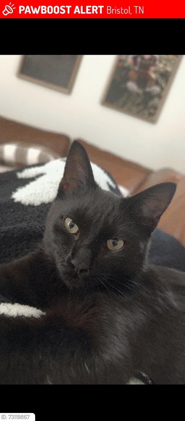 Lost Male Cat last seen Florida Avenue, Bristol, TN 37620