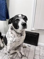 Lost Male Dog last seen Westside/woodbury heights, Sioux City, IA 51103