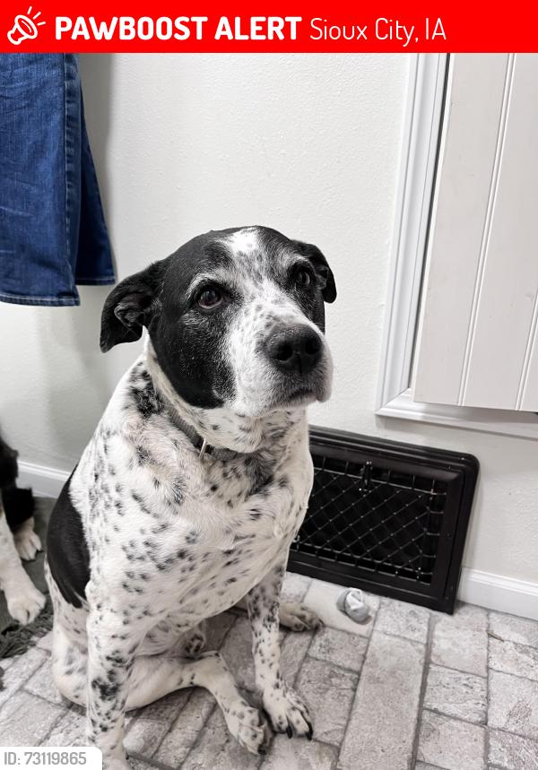 Lost Male Dog last seen Westside/woodbury heights, Sioux City, IA 51103