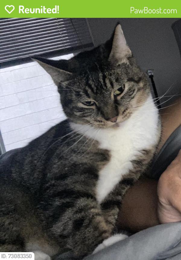 Reunited Female Cat last seen heritage parkway, Beaverton, OR 97006