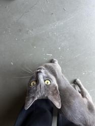 Found/Stray Unknown Cat last seen Lanfair drive, San Jose, CA 95136