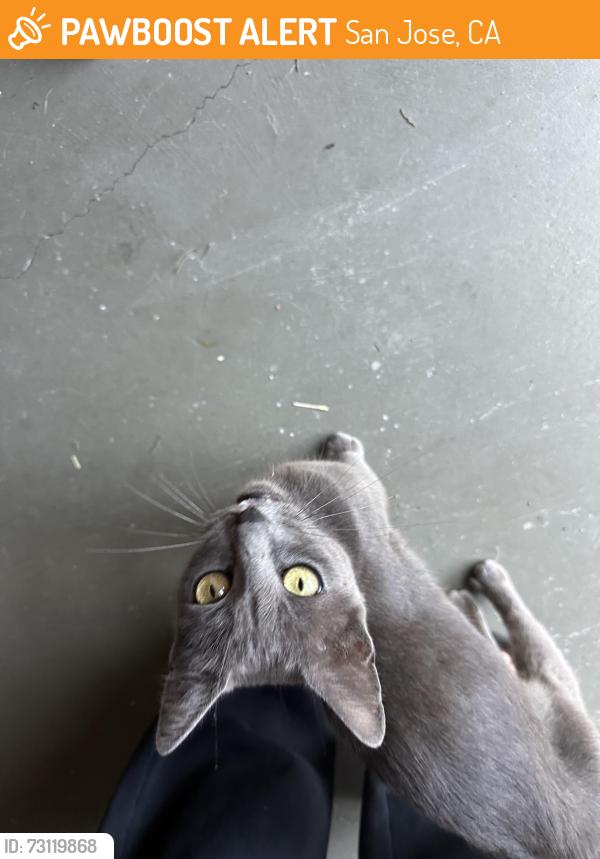 Found/Stray Unknown Cat last seen Lanfair drive, San Jose, CA 95136