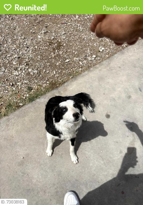 Reunited Female Dog last seen Ysleta High school, El Paso, TX 79907