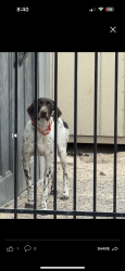 Reunited Female Dog last seen Wyoming and Marion, Las Vegas, NV 89104