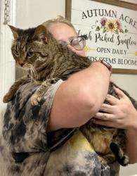 Reunited Female Cat last seen Robinhood Ct, Maitland, FL 32751