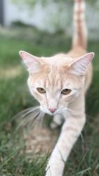 Reunited Male Cat last seen Pollard Meadows, Edmonton, AB T6L 2T8