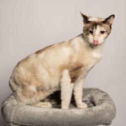 Shelter Stray Female Cat last seen , 8020 Washington St, Port Richey, FL 34668, USA