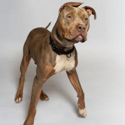 Shelter Stray Male Dog last seen , 8020 Washington St, Port Richey, FL 34668, USA