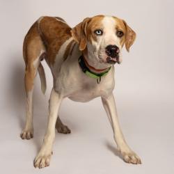 Shelter Stray Male Dog last seen , 8020 Washington St, Port Richey, FL 34668, USA