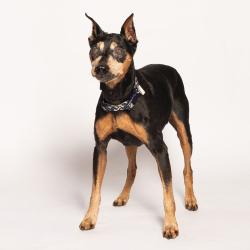 Shelter Stray Male Dog last seen , 8020 Washington St, Port Richey, FL 34668, USA