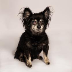Shelter Stray Male Dog last seen , 8020 Washington St, Port Richey, FL 34668, USA