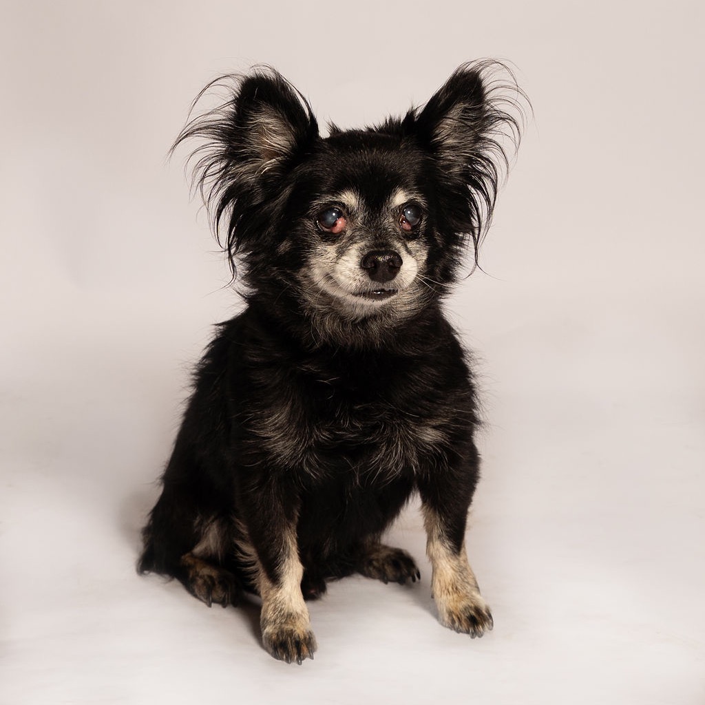 Shelter Stray Male Dog last seen , 8020 Washington St, Port Richey, FL 34668, USA