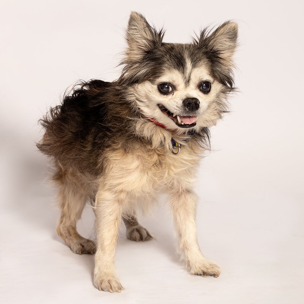 Shelter Stray Male Dog last seen , 8020 Washington St, Port Richey, FL 34668, USA