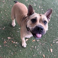 Shelter Stray Female Dog last seen , 8020 Washington St, Port Richey, FL 34668, USA