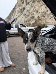 Found/Stray Male Dog last seen oxnard blvd and padduck st, Oxnard, CA 93033