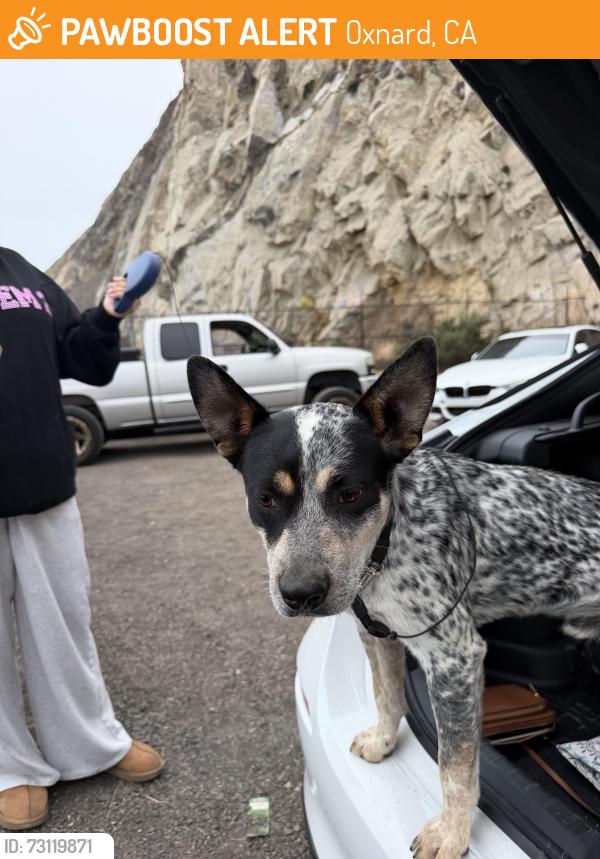 Found/Stray Male Dog last seen oxnard blvd and padduck st, Oxnard, CA 93033
